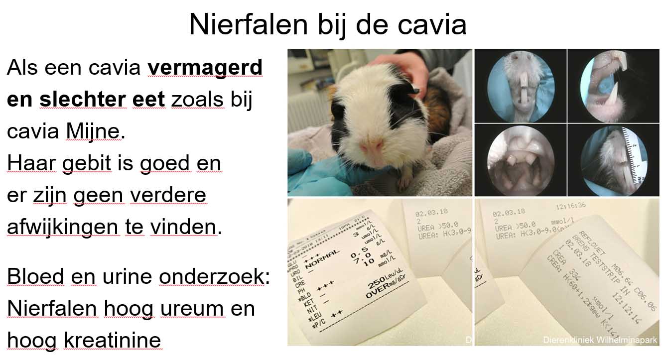 Cavia mijne heeft nierfalen.